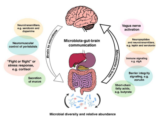 Microbiota–Gut–Brain Axis Research-1