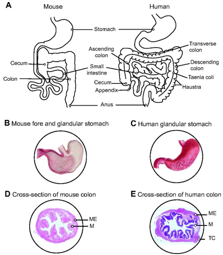 Model Organisms for Gut Microbiota Research