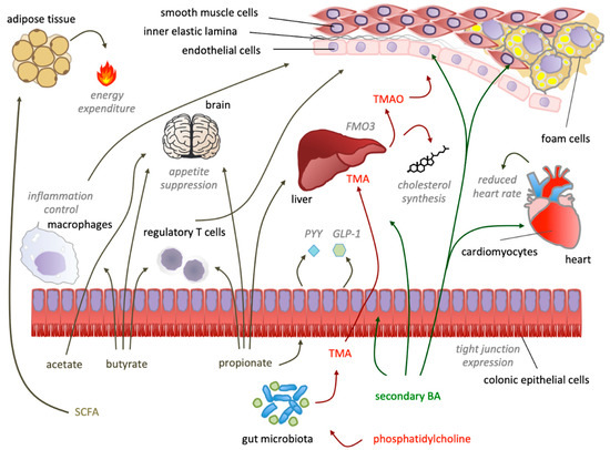 The Gut Microbiota Affects Host Pathophysiology as an Endocrine Organ - Monitoring Host Responses to the Gut Microbiota