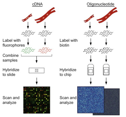 The basic steps of cDNA and oligonucleotide microarrays