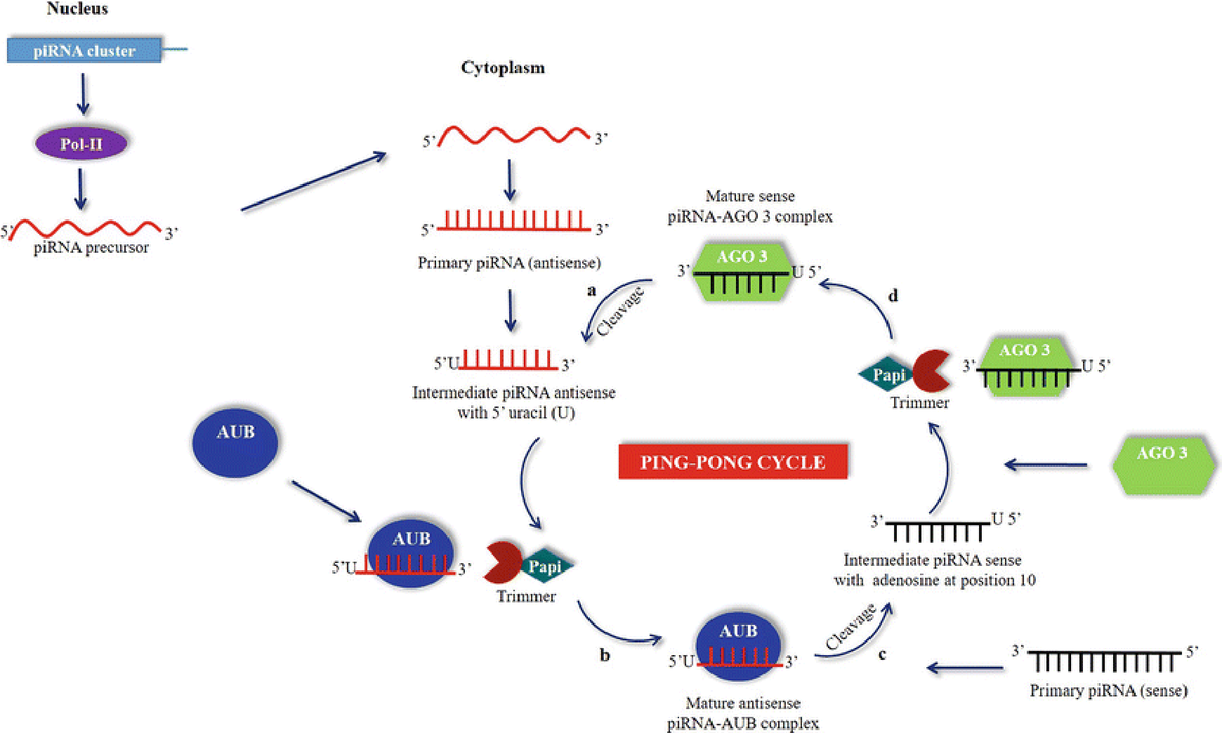 Piwi-interacting RNA (piRNA) Profiling Services