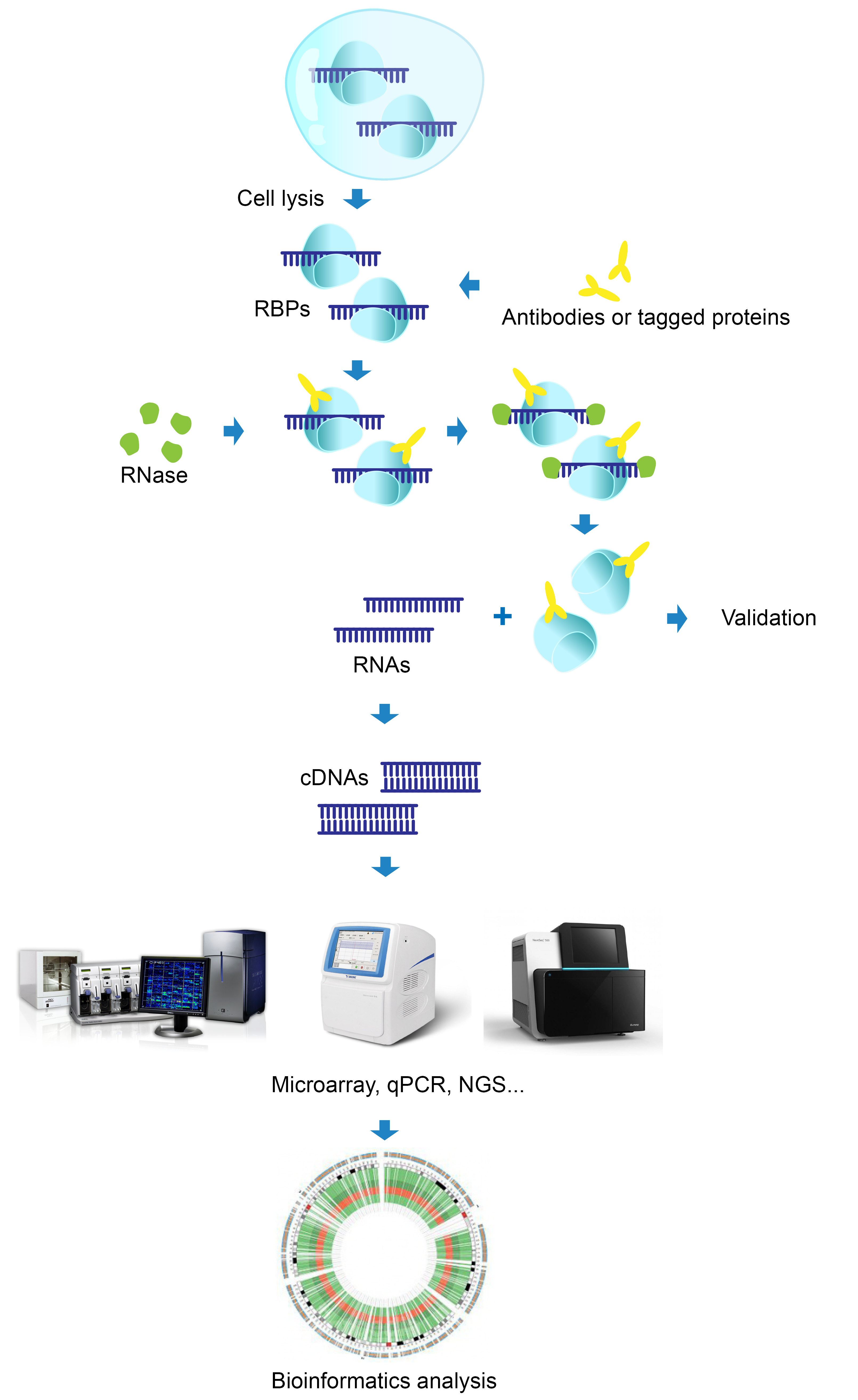 RIP- Seq/Chip Service 