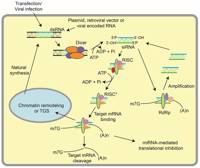 RNA Interference (RNAi) Service