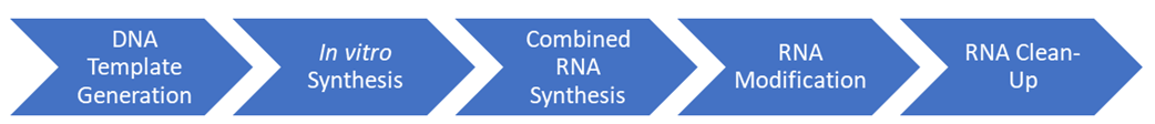 The workflow of in vitro RNA Synthesis - CD Genomics