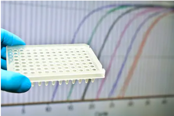 Real-Time PCR Service