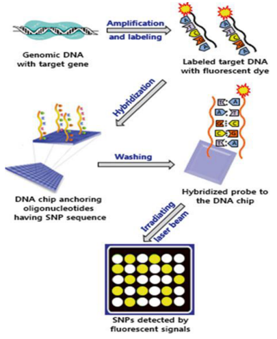 The workflow of SNP microarrays 