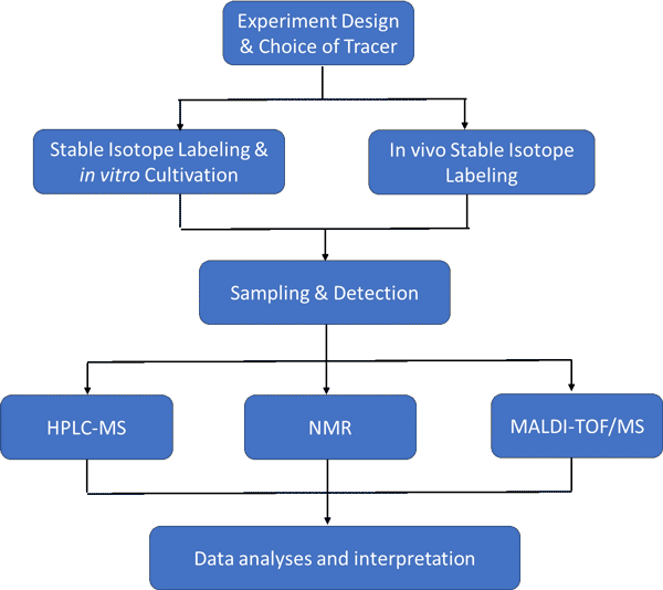 Stable Isotope-Aided Metabolic Flux Analysis
