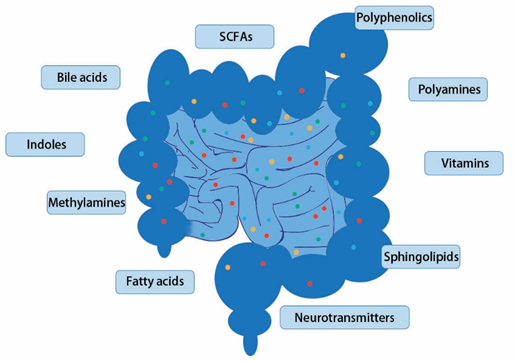 Targeted Metabolomics Analysis