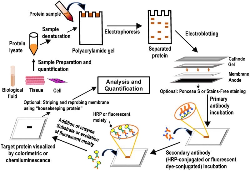 Schematic diagram of the western blotting technique