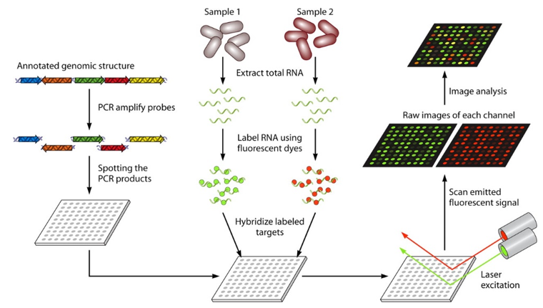 Workflow summary of cDNA microarrays