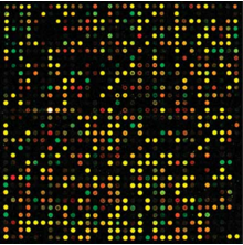 Gut Metatranscriptomics Analysis