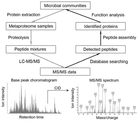 Liquid Chromatography–Tandem Mass Spectrometry (LC-MS/MS) Services