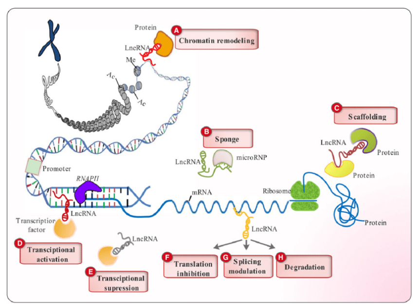 lncRNA Profiling Service