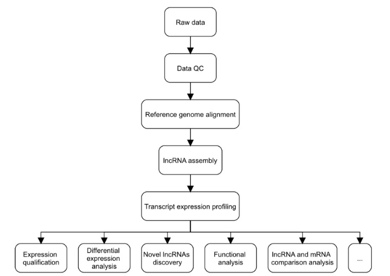 lncRNA Profiling Service