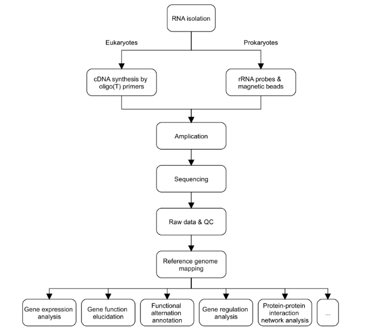 mRNA Sequencing Service