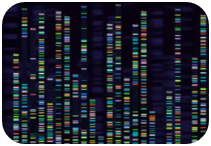 small RNA sequencing