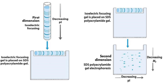 Two-Dimensional Gel Electrophoresis Service