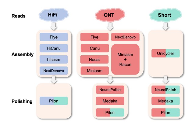 De novo assembly and polishing pipelines for benchmarking.