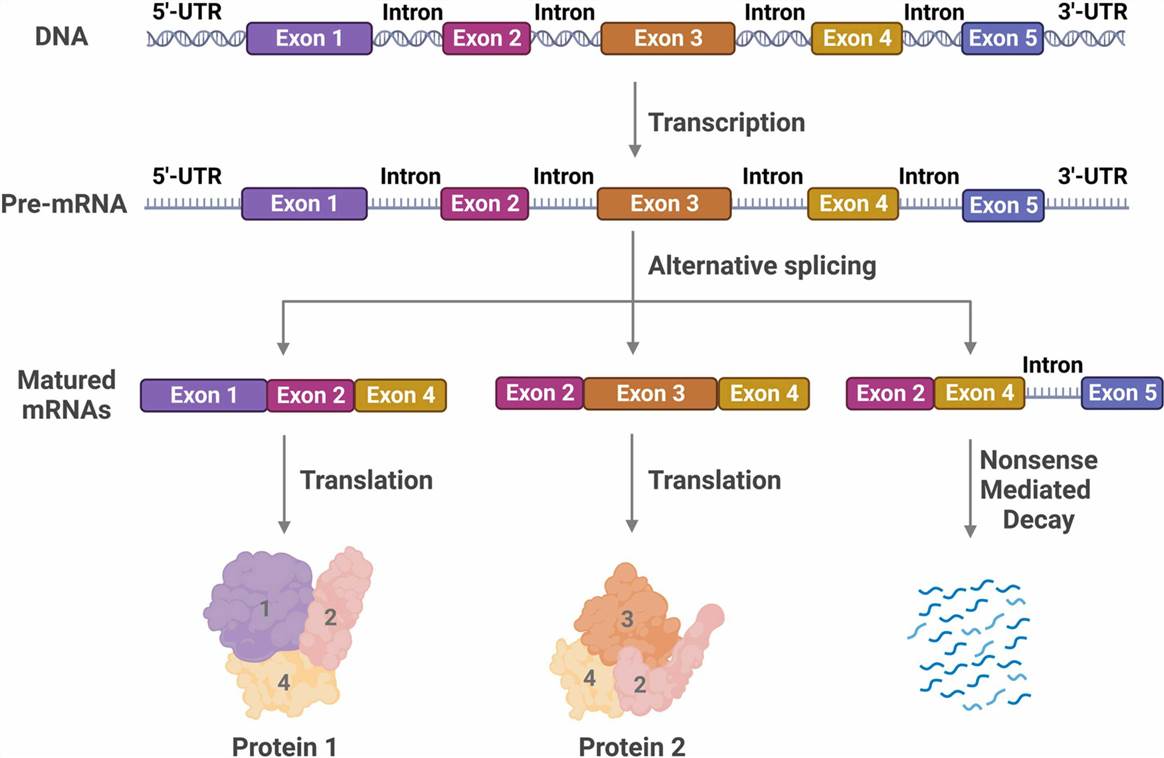 Schema of alternative splicing.