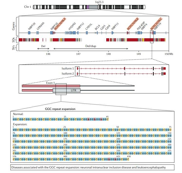 Long-read data provide insights into the biological relevance of structural variation.