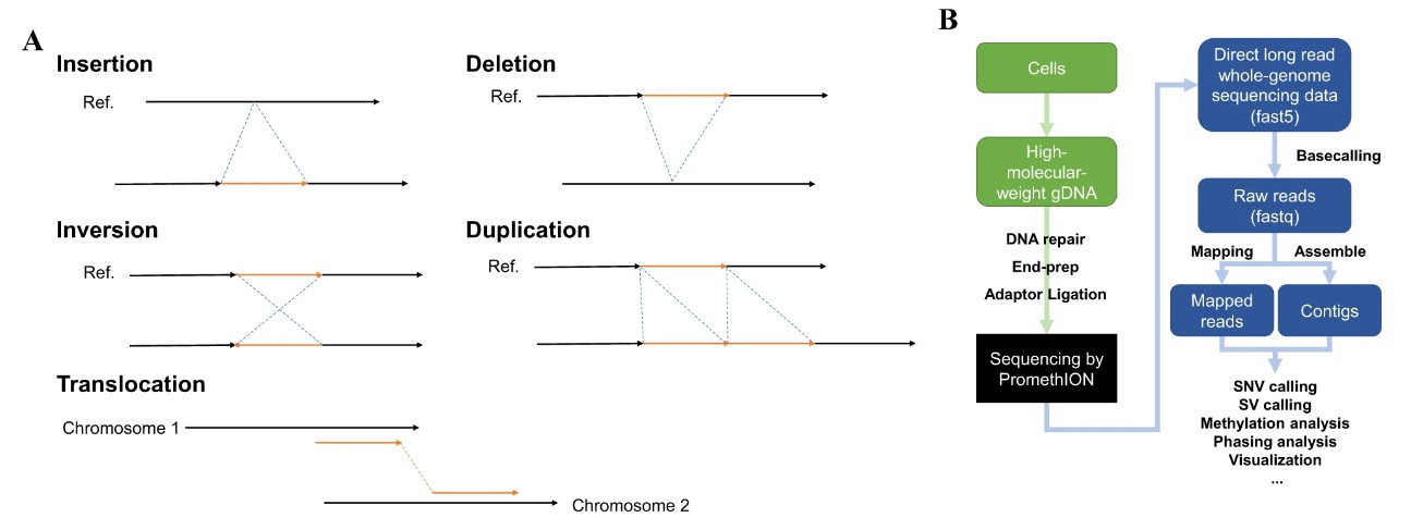 Structural variants in lung cancers identified by PromethION.