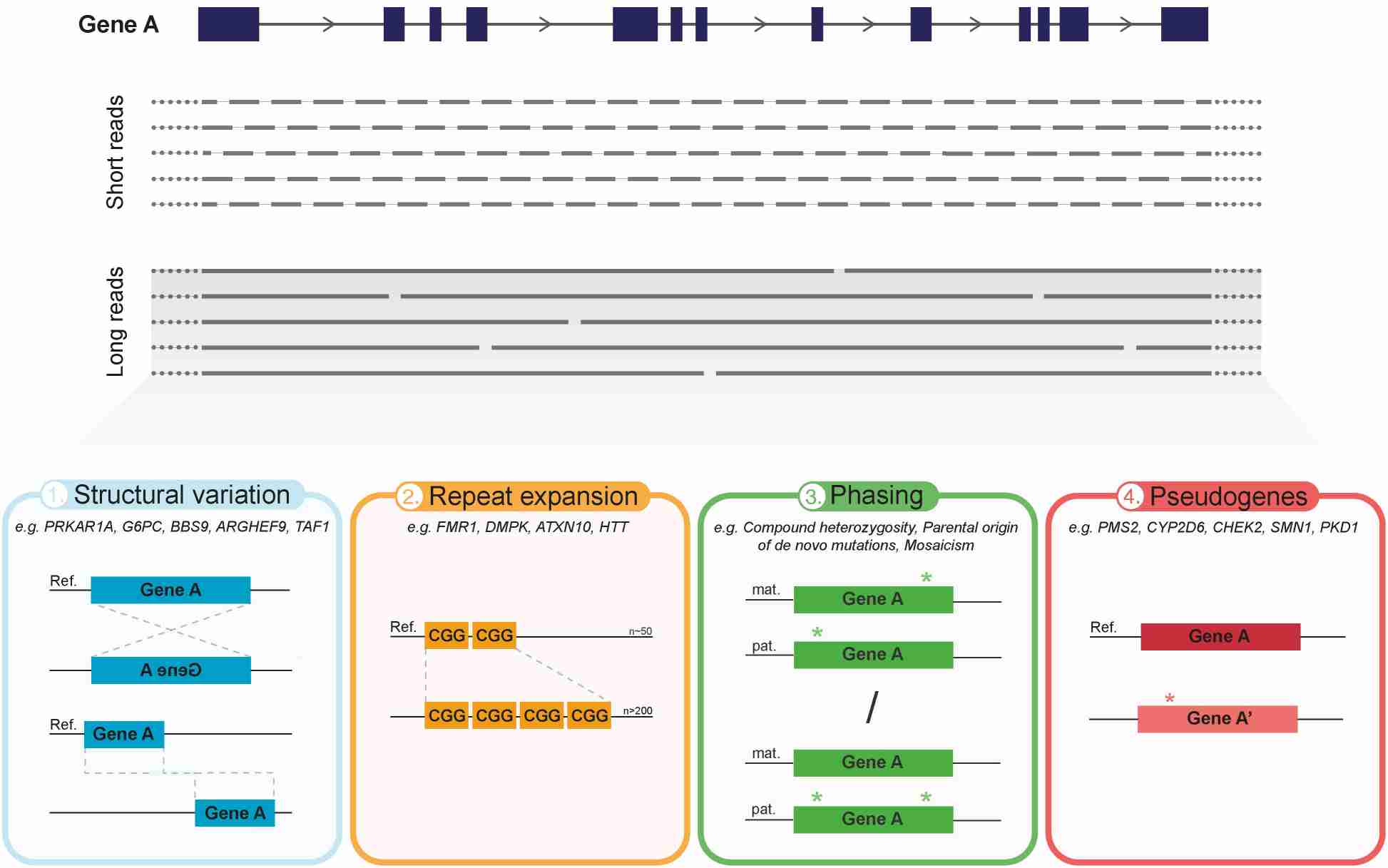 Fig. 1. Overview of the main advantages of current long-read sequencing approaches in medical genetics. (Mantere et al., 2019)