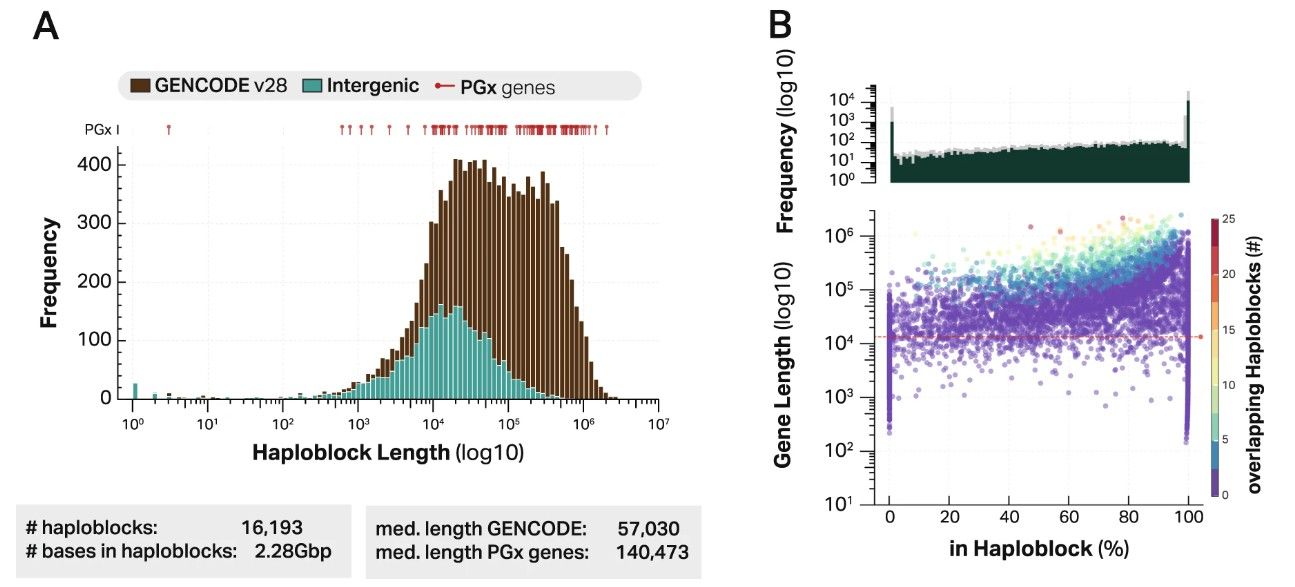 Fig. 1. Haploblock resolution of GENCODE features. (van der Lee et al., 2022)