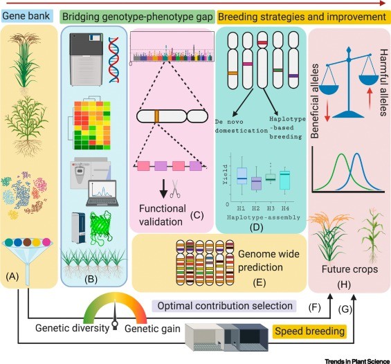 An Overview of Genomics-Assisted Breeding v 2.0 (GAB 2.0) to Deliver Future Crops.