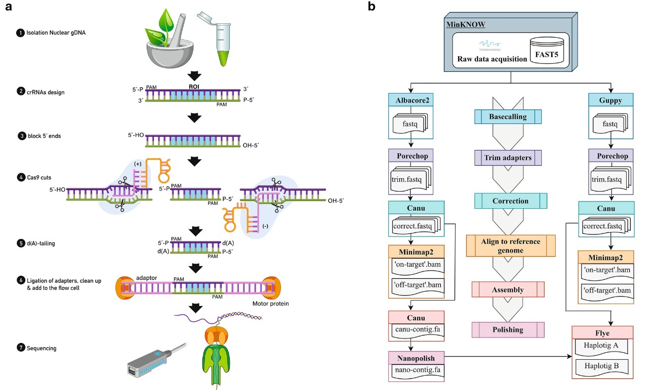 CRISPR-Cas9 targeted cleavage for the isolation of a region of interest, followed by enrichment and LRS using ONT.