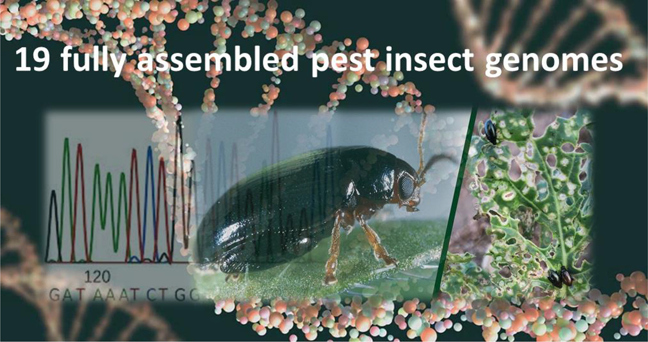 The complete genome assemblies of 19 insect pests of worldwide importance to agriculture.