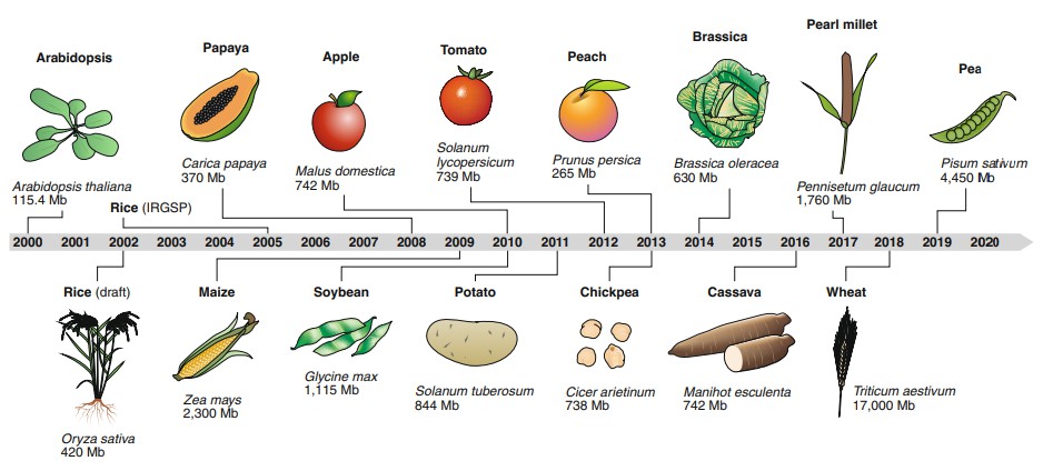 Timeline of release of genome sequences for key crop species.