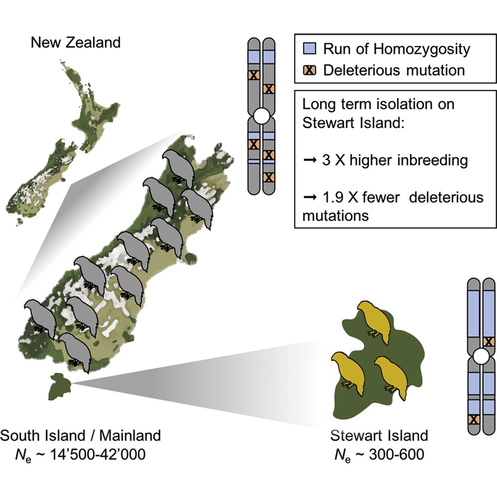 Population genomics of the critically endangered kākāpō.