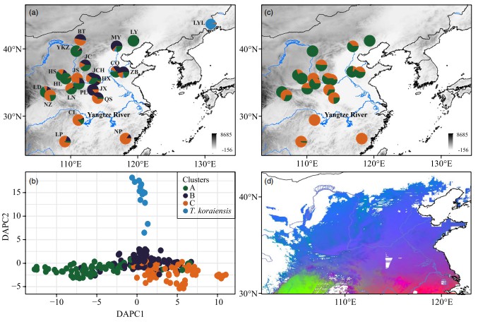 Population structure and gene-environment associations in Platycladus orientalis.