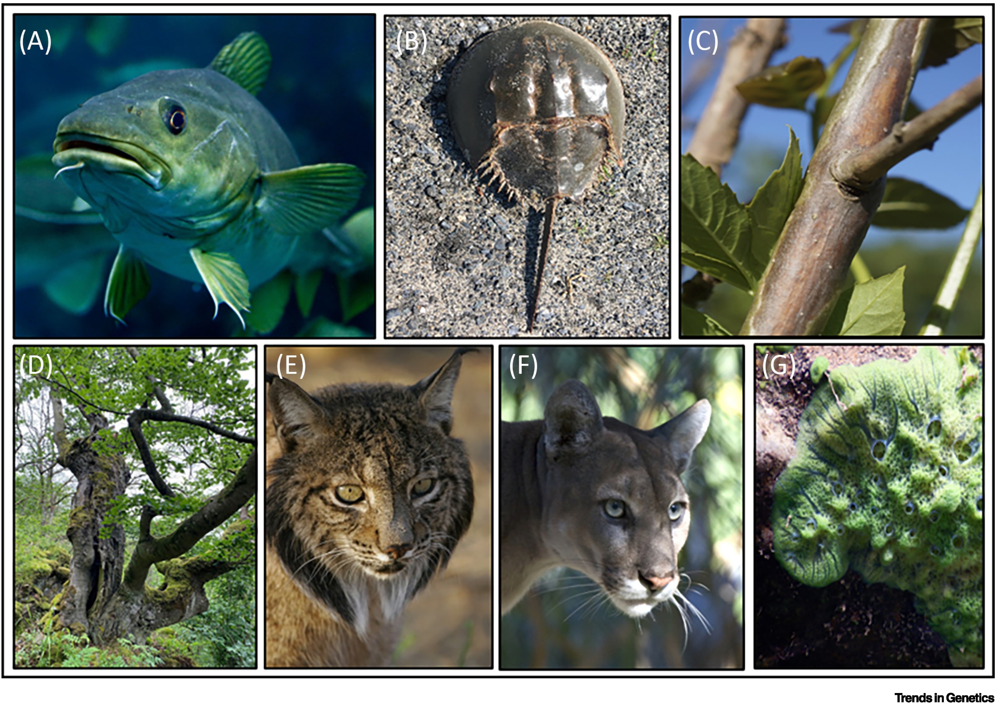 Images of case study species.