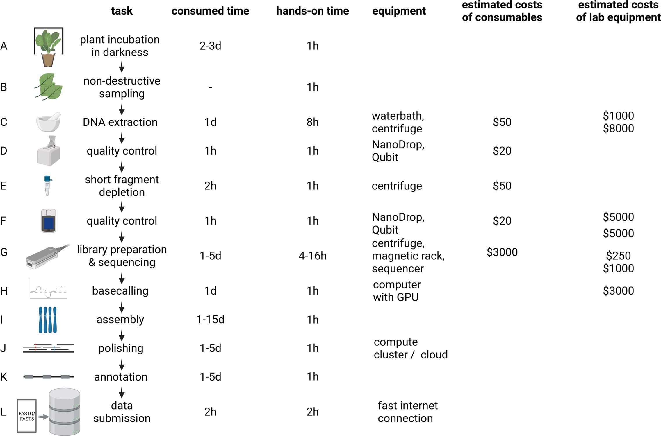 Plant genome project workflow from DNA extraction over Oxford Nanopore Technologies (ONT) sequencing to data submission.