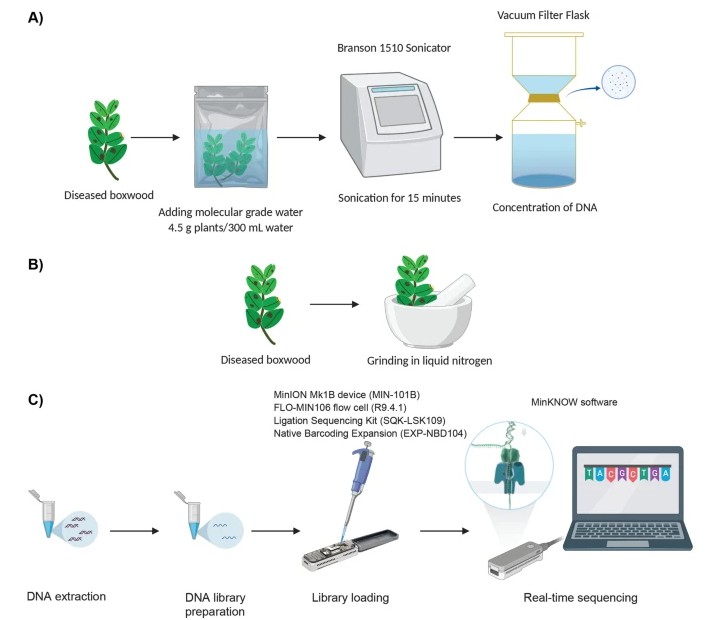 Pipelines for detection and identification of Calonectria pseudonaviculata (Cps).