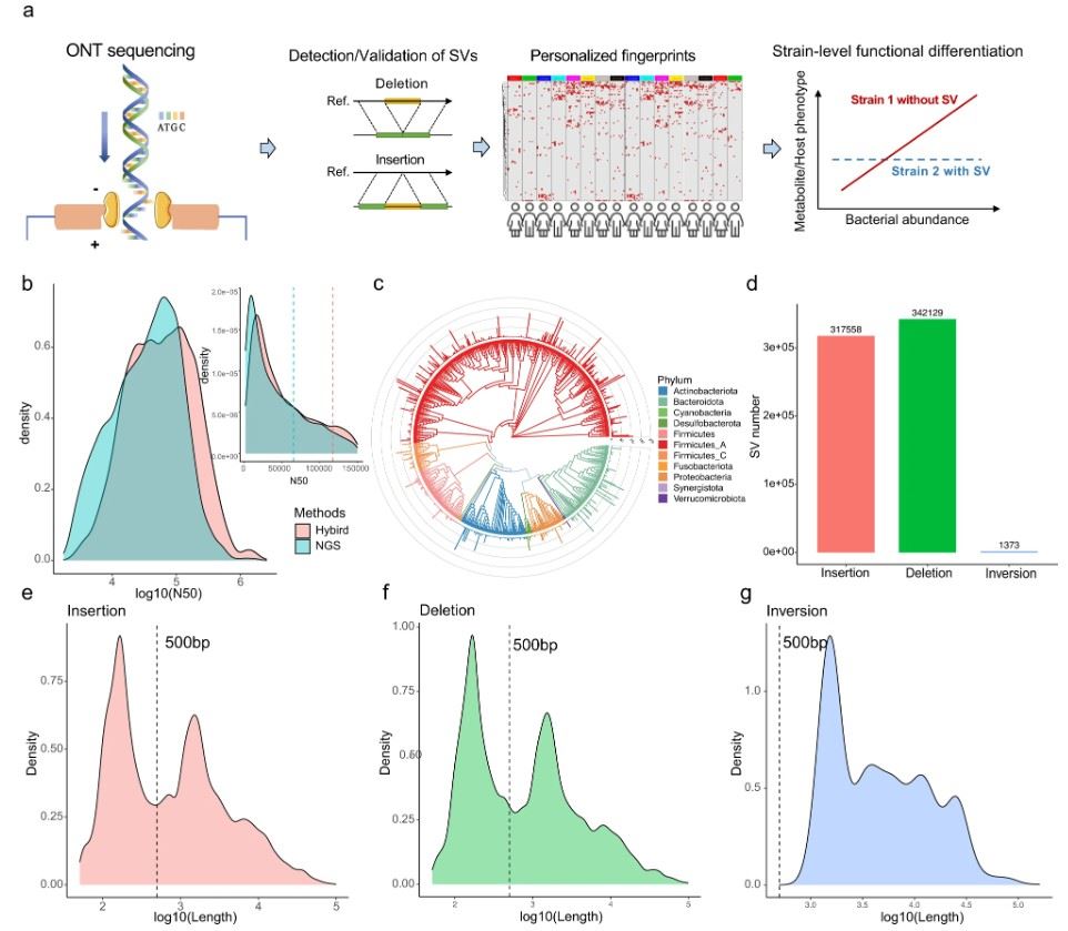 Oxford Nanopore Technology reads improved gut microbiome metagenomic assembly, empowered SVs detection and validations.