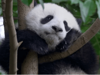 Giant panda bear cub on a tree.