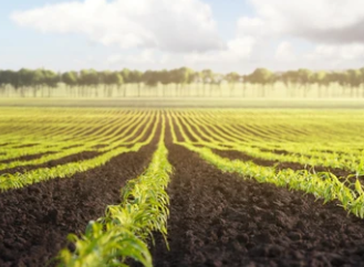 A field with rows of young corn.