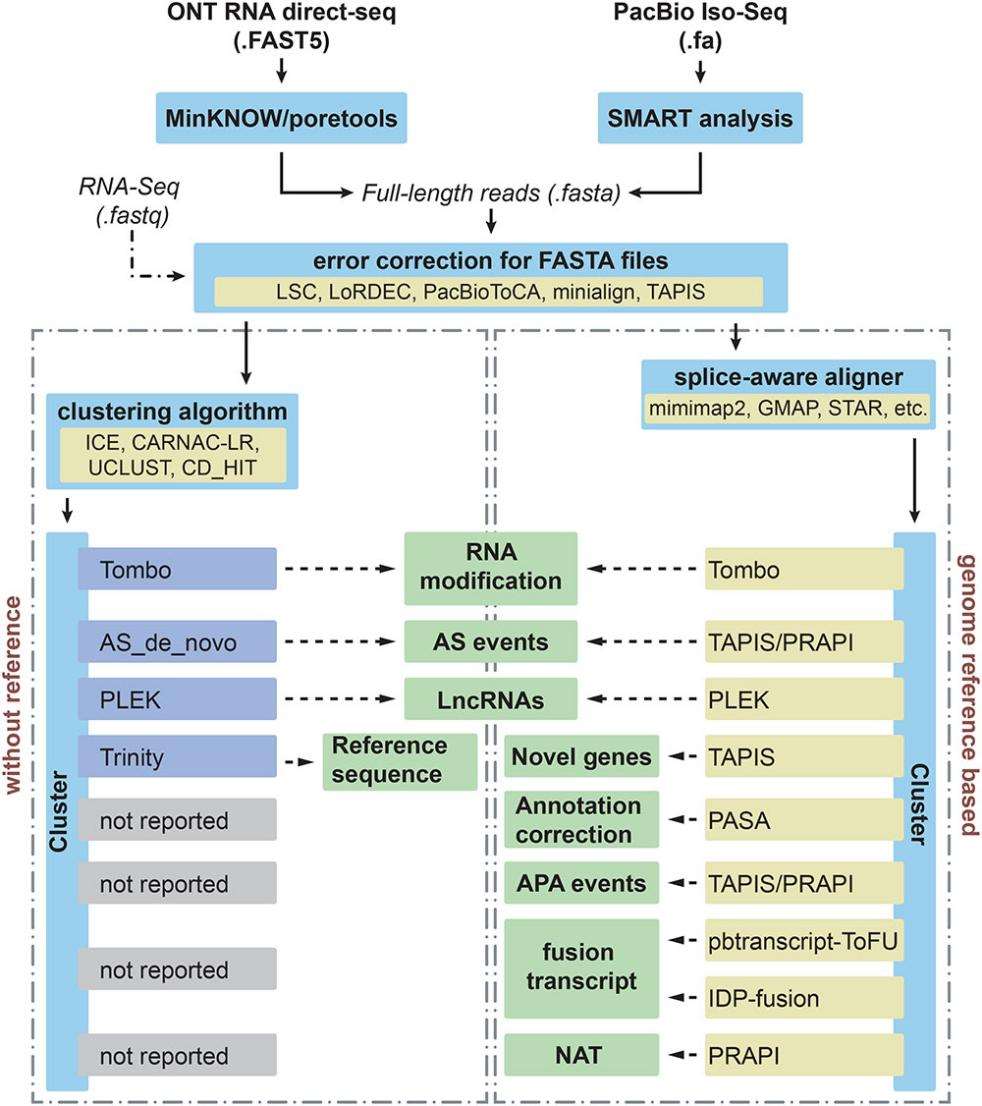 Fig1. Different applications and bioinformatics solutions for PacBio Iso-seq and Nanopore direct RNA sequencing in plants. (Zhao, L., et al., 2019)