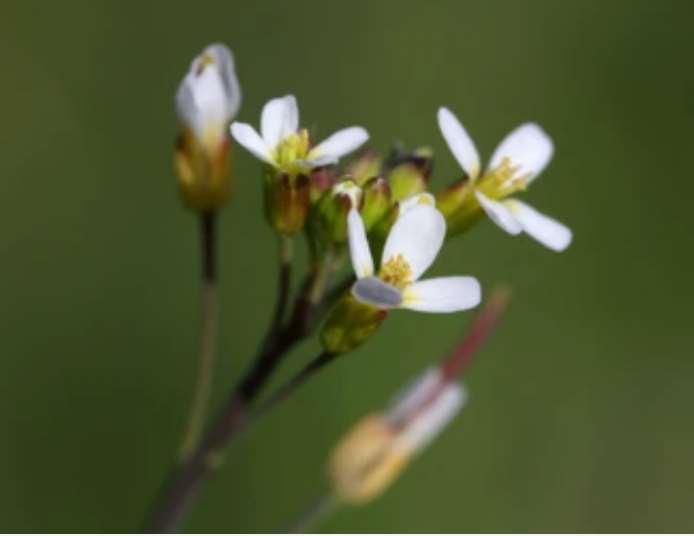 Arabidopsis thaliana.