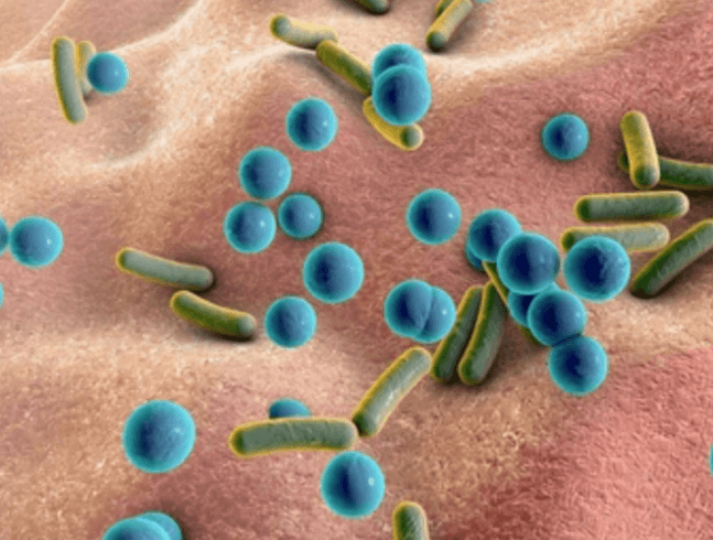 Rod-shaped and spherical bacteria on skin or mucous membrane.