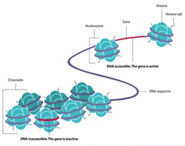 Illustration of Epigenetics.