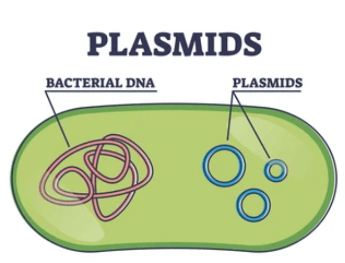 Plasmids with cells extrachromosomal DNA molecule structure outline diagram.