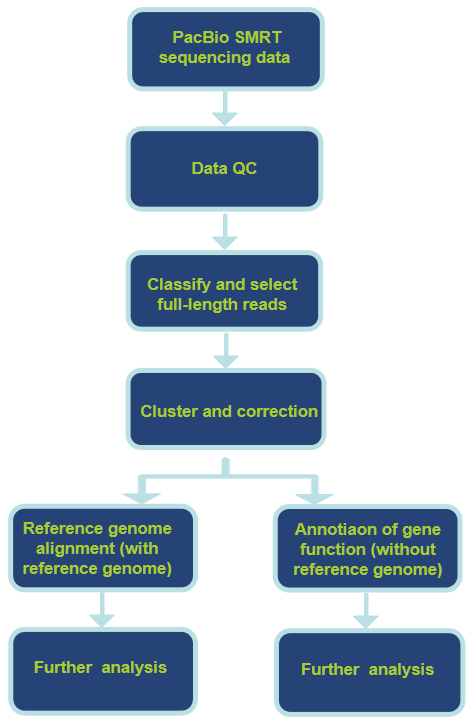 Workflow of Our Pacbio RNA Sequencing Service-CD Genomics