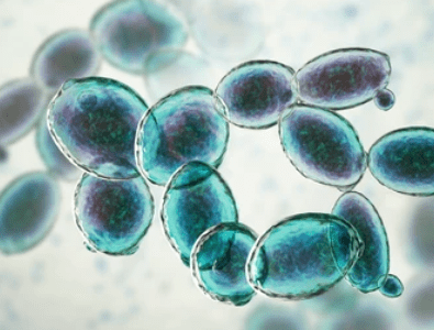 Saccharomyces cerevisiae yeast.