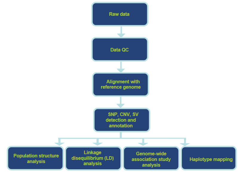 Analysis Workflow-CD Genomics.