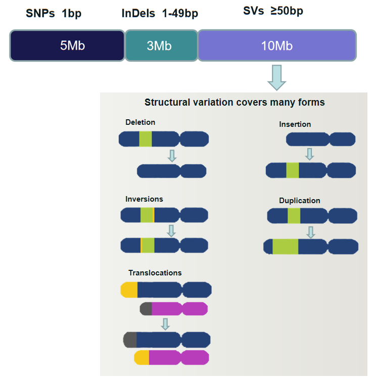 Structural variation covers many forms.-CD Genomics