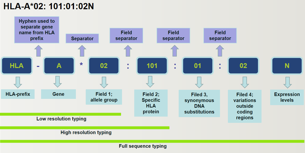 Human Leukocyte Antigen (HLA) Typing