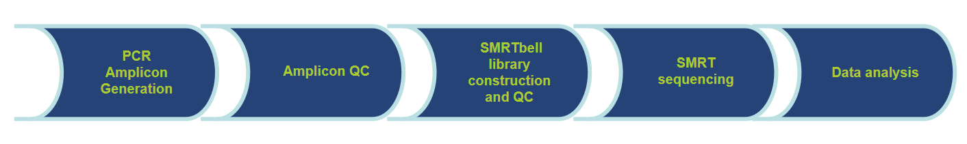 The pipeline of long amplicon analysis (LAA) using SMRT sequencing.-CD Genomics